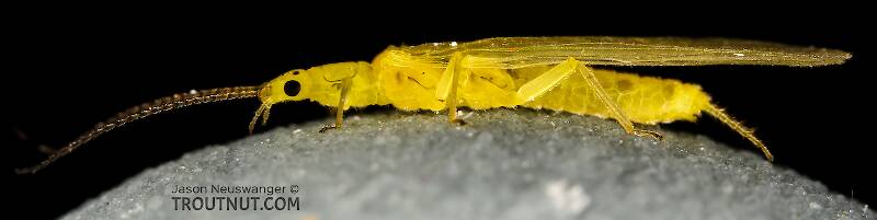 Lateral view of a Suwallia pallidula (Chloroperlidae) (Sallfly) Stonefly Adult from Mystery Creek #237 in Montana