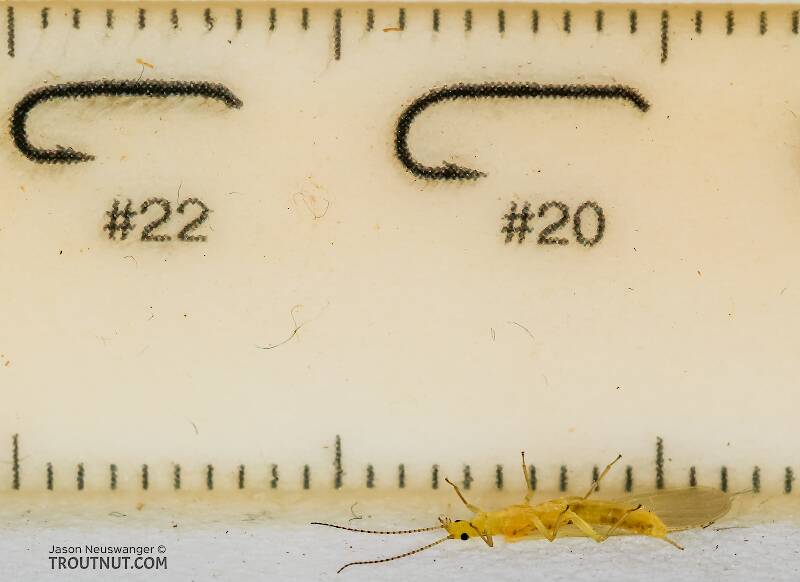 Ruler view of a Suwallia pallidula (Chloroperlidae) (Sallfly) Stonefly Adult from Mystery Creek #237 in Montana The smallest ruler marks are 1 mm.