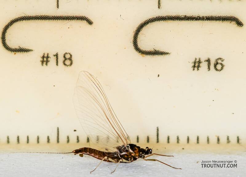 Ruler view of a Female Ephemerellidae (Hendricksons, Sulphurs, PMDs, BWOs) Mayfly Spinner from Mystery Creek #237 in Montana The smallest ruler marks are 1 mm.