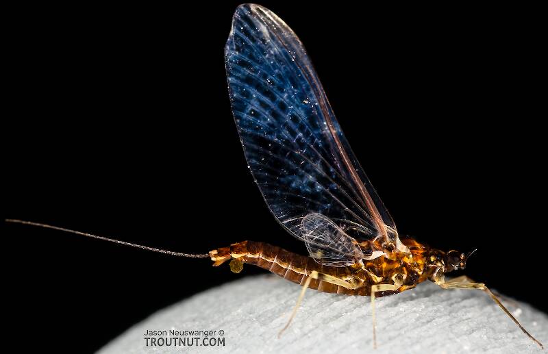 Female Ephemerellidae (Hendricksons, Sulphurs, PMDs, BWOs) Mayfly Spinner from Mystery Creek #237 in Montana