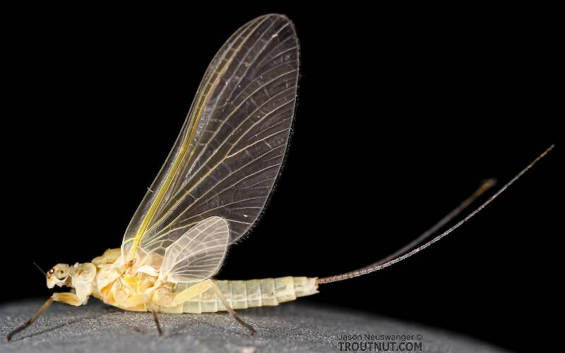 Lateral view of a Female Ephemerella excrucians (Ephemerellidae) (Pale Morning Dun) Mayfly Dun from the Big Lost River in Idaho
