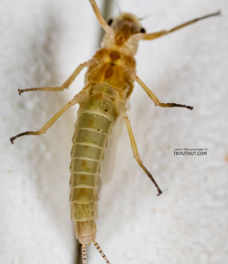 Ventral view of a Female Ephemerella excrucians (Ephemerellidae) (Pale Morning Dun) Mayfly Dun from the Big Lost River in Idaho