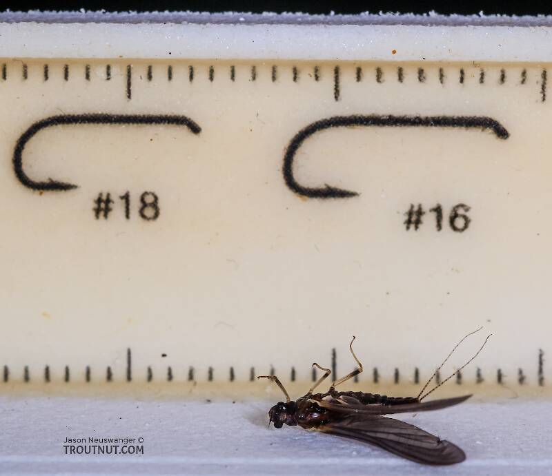 Ruler view of a Female Ephemerella tibialis (Ephemerellidae) (Little Western Dark Hendrickson) Mayfly Dun from the East Fork Big Lost River in Idaho The smallest ruler marks are 1 mm.