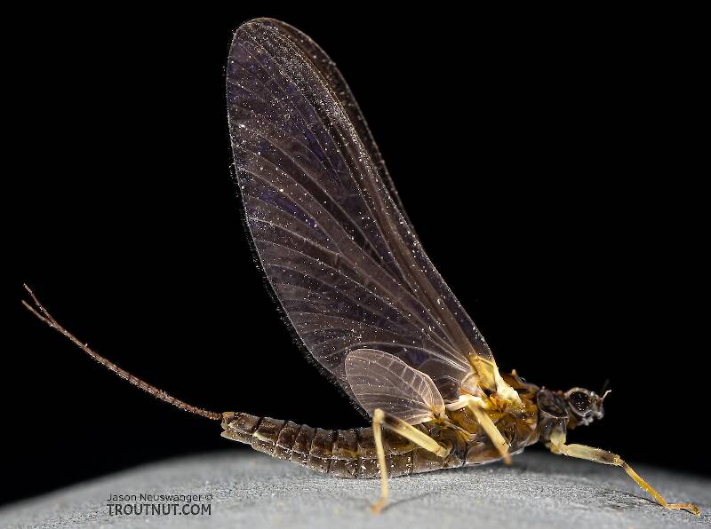 Female Ephemerella tibialis (Ephemerellidae) (Little Western Dark Hendrickson) Mayfly Dun from the East Fork Big Lost River in Idaho