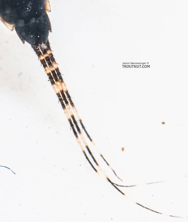 Ephemerella tibialis (Ephemerellidae) (Little Western Dark Hendrickson) Mayfly Nymph from the East Fork Big Lost River in Idaho