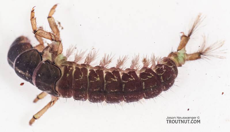 Arctopsyche grandis (Hydropsychidae) (Great Gray Spotted Sedge) Caddisfly Larva from the East Fork Big Lost River in Idaho