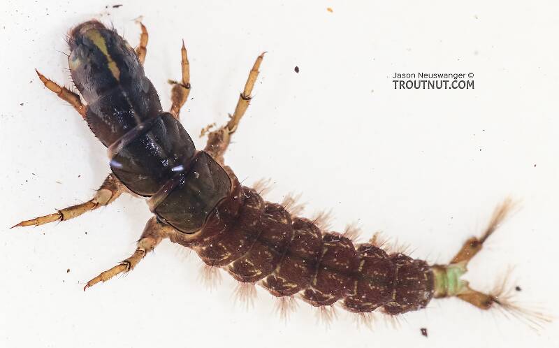 Dorsal view of a Arctopsyche grandis (Hydropsychidae) (Great Gray Spotted Sedge) Caddisfly Larva from the East Fork Big Lost River in Idaho