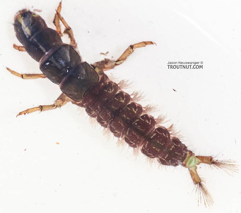 Arctopsyche grandis (Hydropsychidae) (Great Gray Spotted Sedge) Caddisfly Larva from the East Fork Big Lost River in Idaho