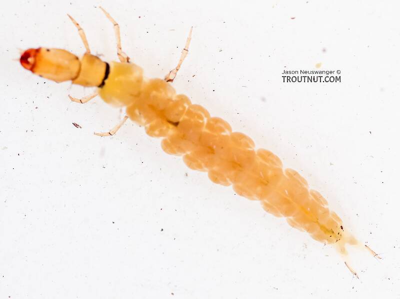 Dolophilodes (Philopotamidae) (Medium Evening Sedge) Caddisfly Larva from the East Fork Big Lost River in Idaho