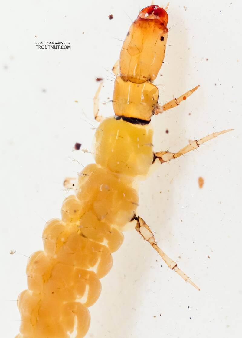 Dolophilodes (Philopotamidae) (Medium Evening Sedge) Caddisfly Larva from the East Fork Big Lost River in Idaho