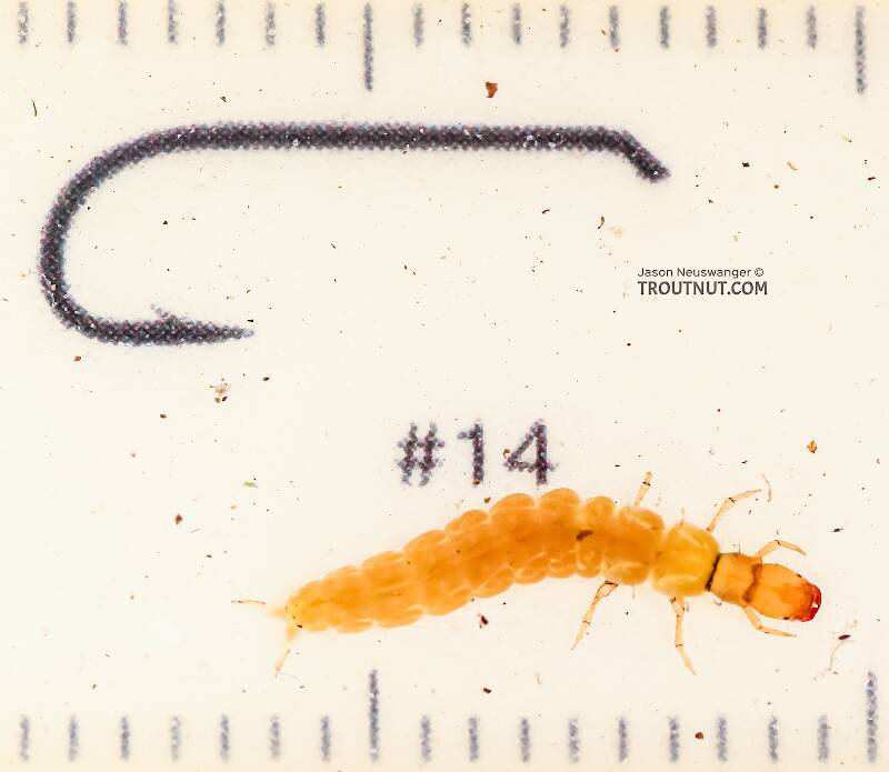 Ruler view of a Dolophilodes (Philopotamidae) (Medium Evening Sedge) Caddisfly Larva from the East Fork Big Lost River in Idaho The smallest ruler marks are 1 mm.
