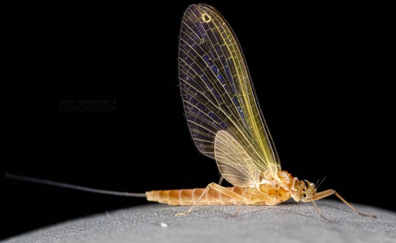Lateral view of a Female Cinygmula ramaleyi (Heptageniidae) (Small Western Gordon Quill) Mayfly Dun from Star Hope Creek in Idaho