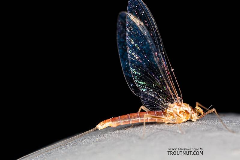 Lateral view of a Female Cinygmula ramaleyi (Heptageniidae) (Small Western Gordon Quill) Mayfly Spinner from Star Hope Creek in Idaho