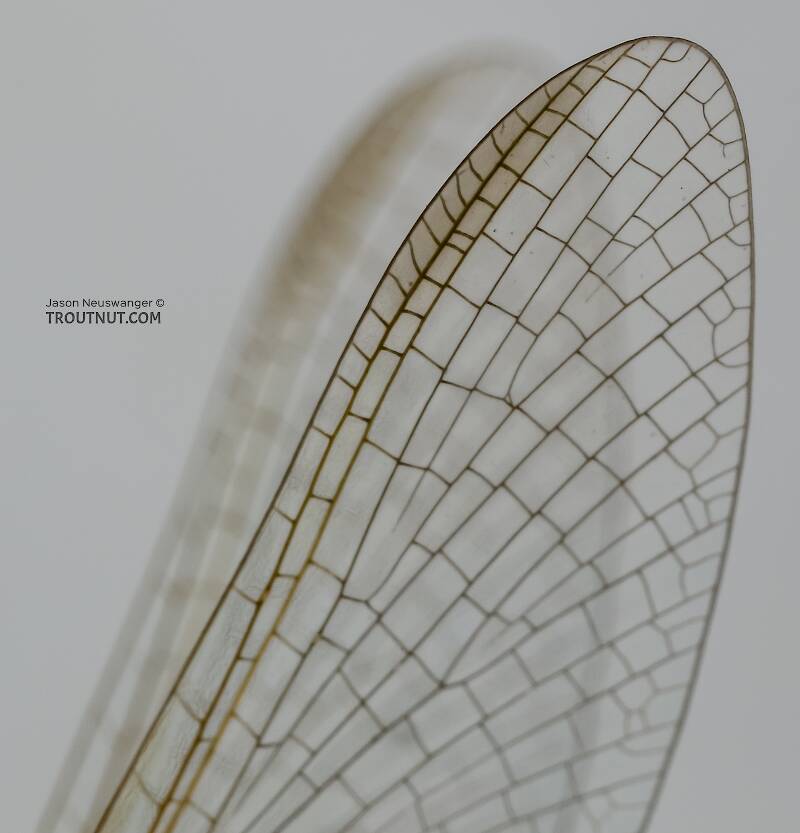 Female Cinygmula ramaleyi (Heptageniidae) (Small Western Gordon Quill) Mayfly Spinner from Star Hope Creek in Idaho