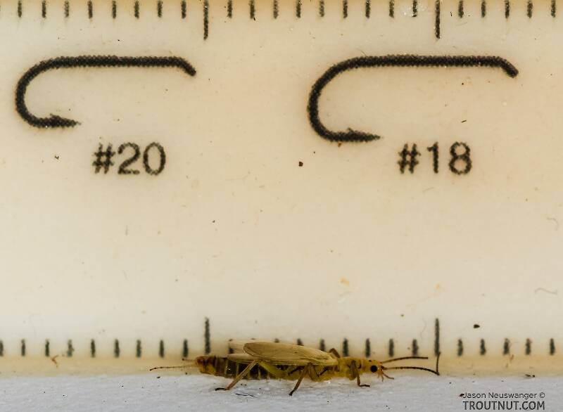 Ruler view of a Male Chloroperlidae (Sallfly) Stonefly Adult from Green Lake Outlet in Idaho The smallest ruler marks are 1 mm.