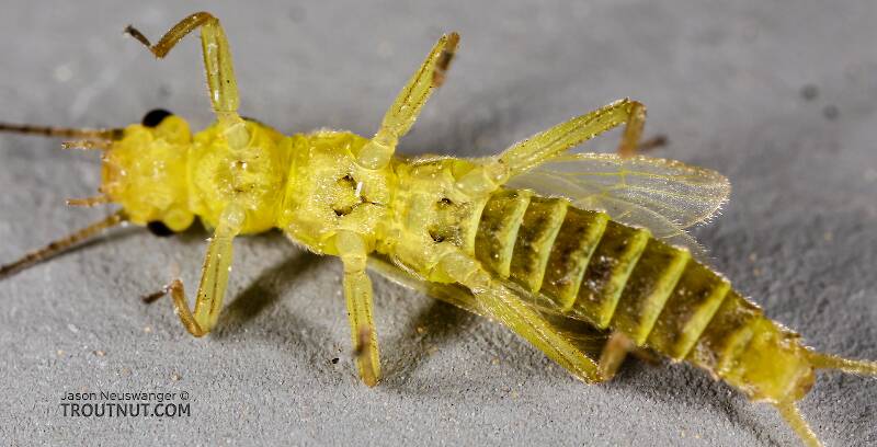 Ventral view of a Male Chloroperlidae (Sallfly) Stonefly Adult from Green Lake Outlet in Idaho