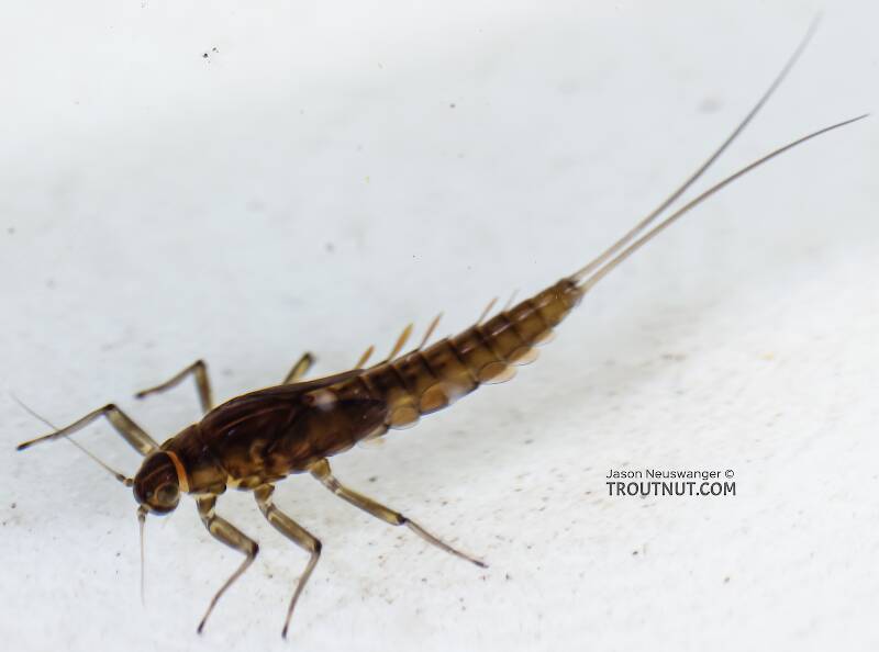 The J-shaped light mark on the first femur and L-shaped marks on the next two are telltale signs of Baetis bicaudatus according to the original species description.

Dorsal view of a Baetis bicaudatus (Baetidae) (BWO) Mayfly Nymph from Green Lake Outlet in Idaho