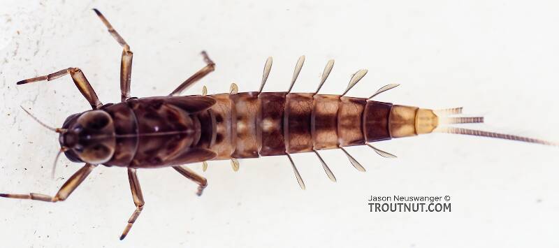 Dorsal view of a Ameletus (Ameletidae) (Brown Dun) Mayfly Nymph from Green Lake Outlet in Idaho