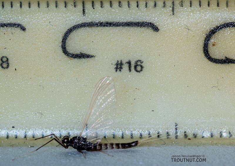 Ruler view of a Male Neoleptophlebia heteronea (Leptophlebiidae) (Blue Quill) Mayfly Spinner from Trealtor Creek in Idaho The smallest ruler marks are 1 mm.