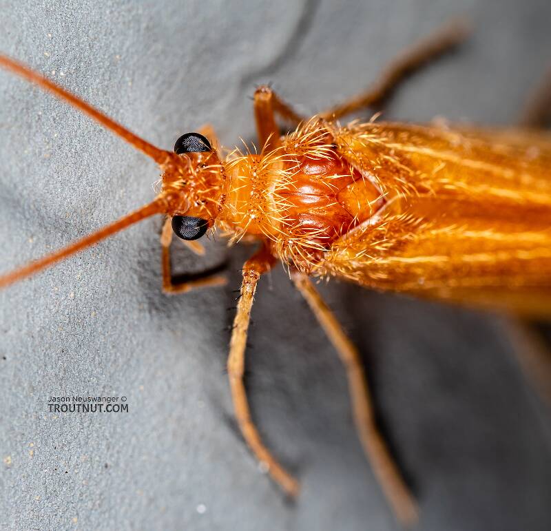 Onocosmoecus unicolor (Limnephilidae) (Great Late-Summer Sedge) Caddisfly Adult from Trealtor Creek in Idaho