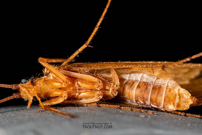 Ventral view of a Onocosmoecus unicolor (Limnephilidae) (Great Late-Summer Sedge) Caddisfly Adult from Trealtor Creek in Idaho