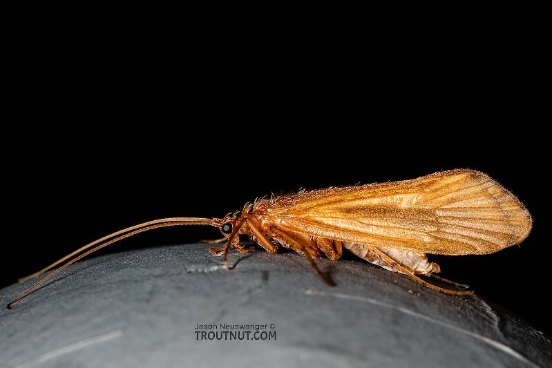 Lateral view of a Onocosmoecus unicolor (Limnephilidae) (Great Late-Summer Sedge) Caddisfly Adult from Trealtor Creek in Idaho