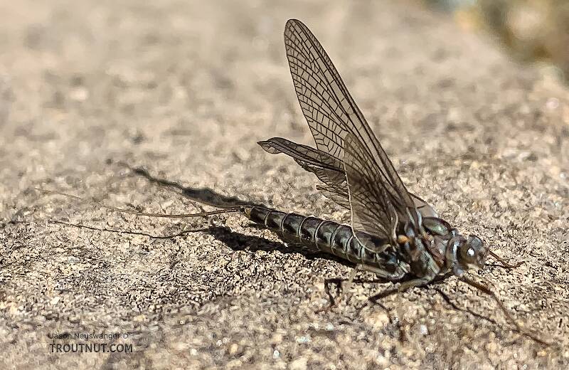 Female Siphlonurus occidentalis (Gray Drake) Mayfly Dun