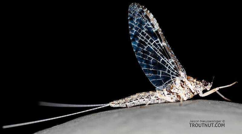 Lateral view of a Female Callibaetis ferrugineus (Baetidae) (Speckled Dun) Mayfly Spinner from Silver Creek in Idaho
