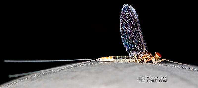 Lateral view of a Male Baetis tricaudatus (Baetidae) (Blue-Winged Olive) Mayfly Spinner from Silver Creek in Idaho