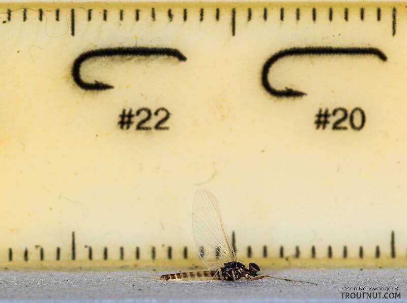 Ruler view of a Male Baetis tricaudatus (Baetidae) (Blue-Winged Olive) Mayfly Spinner from Silver Creek in Idaho The smallest ruler marks are 1 mm.