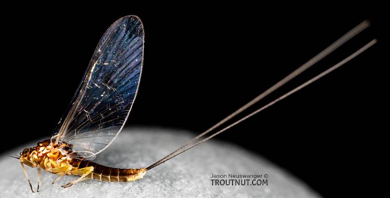 Lateral view of a Female Baetis tricaudatus (Baetidae) (Blue-Winged Olive) Mayfly Spinner from Silver Creek in Idaho