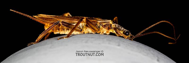 Lateral view of a Male Doroneuria baumanni (Perlidae) (Golden Stone) Stonefly Adult from the Foss River in Washington