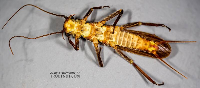Ventral view of a Male Doroneuria baumanni (Perlidae) (Golden Stone) Stonefly Adult from the Foss River in Washington