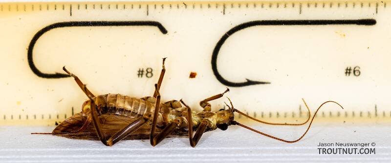 Ruler view of a Male Doroneuria baumanni (Perlidae) (Golden Stone) Stonefly Adult from the Foss River in Washington The smallest ruler marks are 1 mm.
