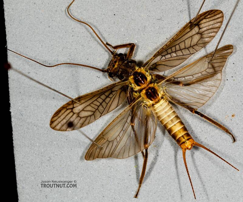 Dorsal view of a Male Doroneuria baumanni (Perlidae) (Golden Stone) Stonefly Adult from the Foss River in Washington