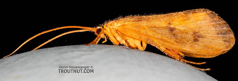 Male Onocosmoecus unicolor (Great Late-Summer Sedge) Caddisfly Adult