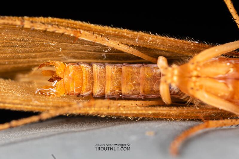 Male Onocosmoecus unicolor (Limnephilidae) (Great Late-Summer Sedge) Caddisfly Adult from the Yakima River in Washington