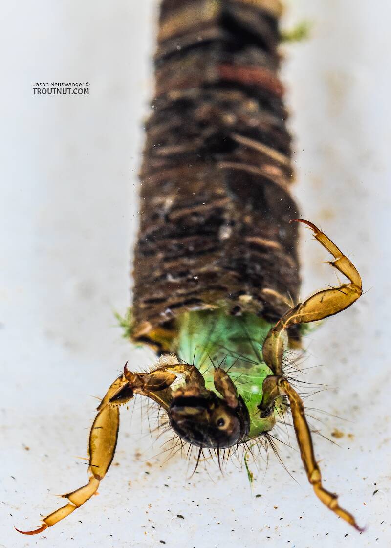 Brachycentrus americanus (Brachycentridae) (American Grannom) Caddisfly Larva from the Yakima River in Washington