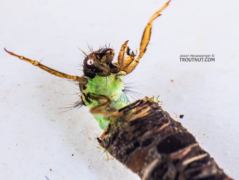 Brachycentrus americanus (Brachycentridae) (American Grannom) Caddisfly Larva from the Yakima River in Washington