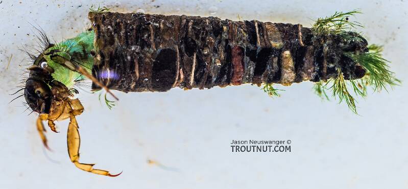 Brachycentrus americanus (American Grannom) Caddisfly Larva