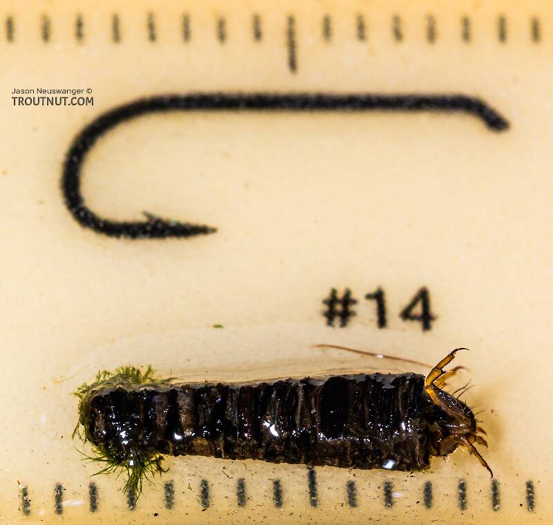 Ruler view of a Brachycentrus americanus (Brachycentridae) (American Grannom) Caddisfly Larva from the Yakima River in Washington The smallest ruler marks are 1 mm.