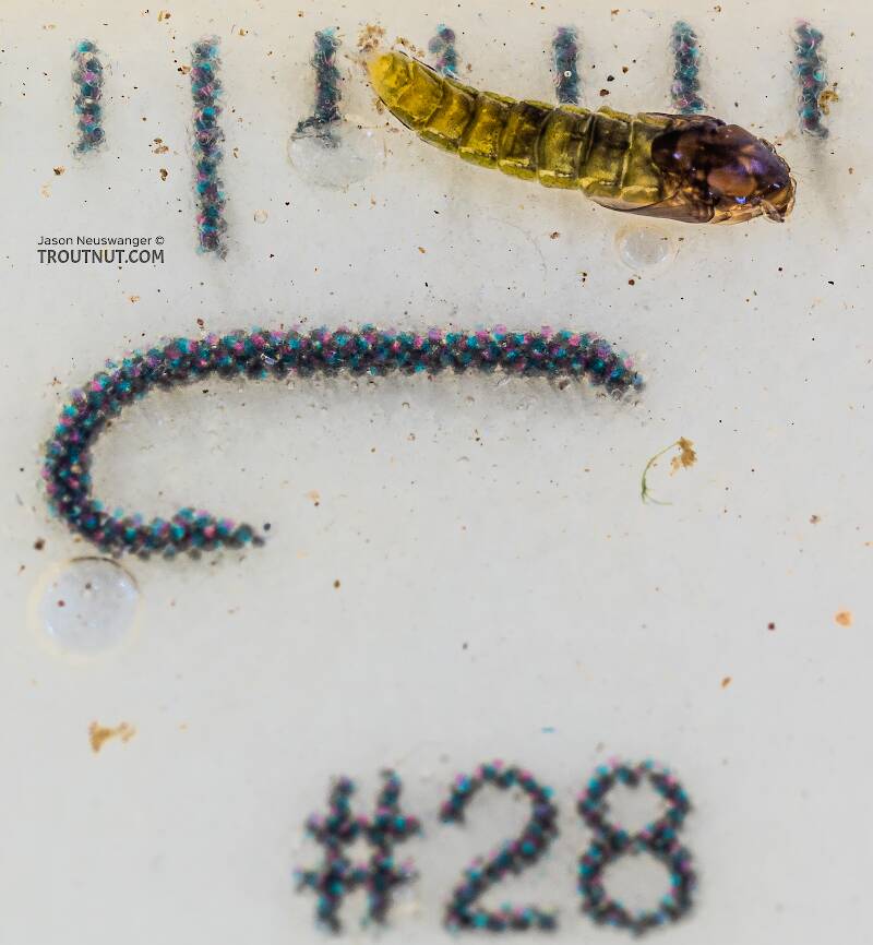 Ruler view of a Chironomidae (Midge) True Fly Pupa from the Yakima River in Washington The smallest ruler marks are 1 mm.