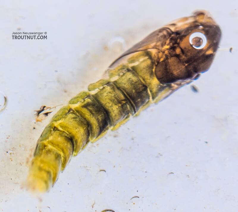 Chironomidae (Midge) True Fly Pupa from the Yakima River in Washington
