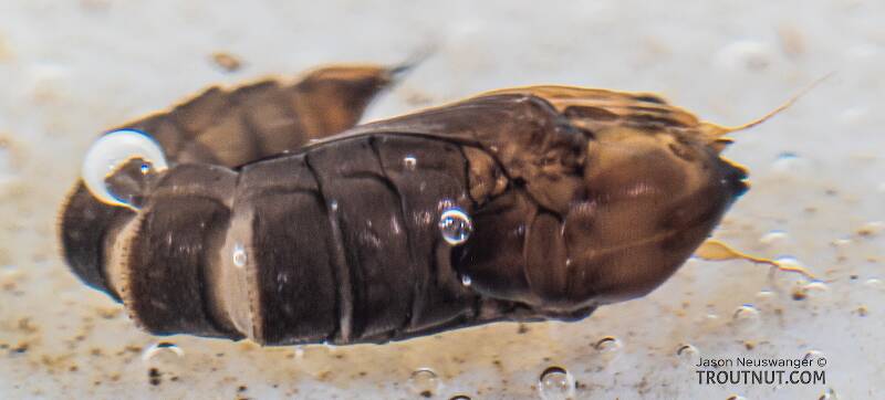 Dorsal view of a Dixidae True Fly Pupa from the Yakima River in Washington