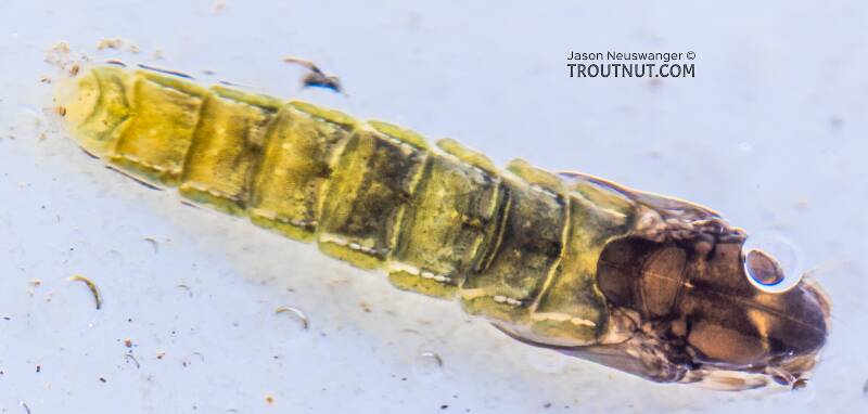 Chironomidae (Midge) True Fly Pupa from the Yakima River in Washington