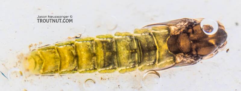 Dorsal view of a Chironomidae (Midge) True Fly Pupa from the Yakima River in Washington