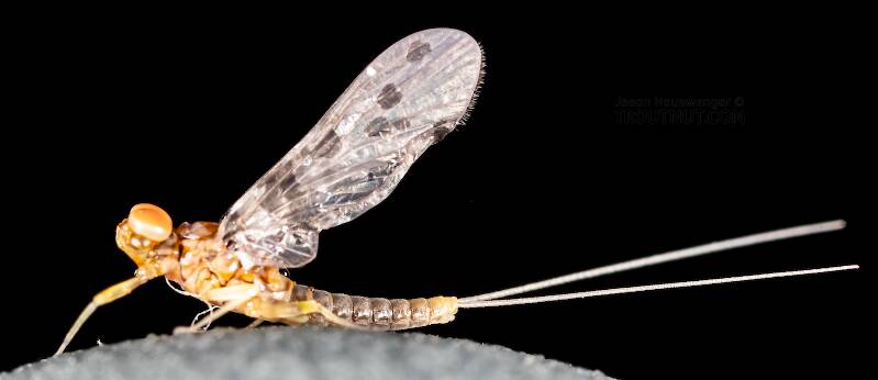 Lateral view of a Male Acentrella insignificans (Baetidae) (Tiny Blue-Winged Olive) Mayfly Dun from the Yakima River in Washington