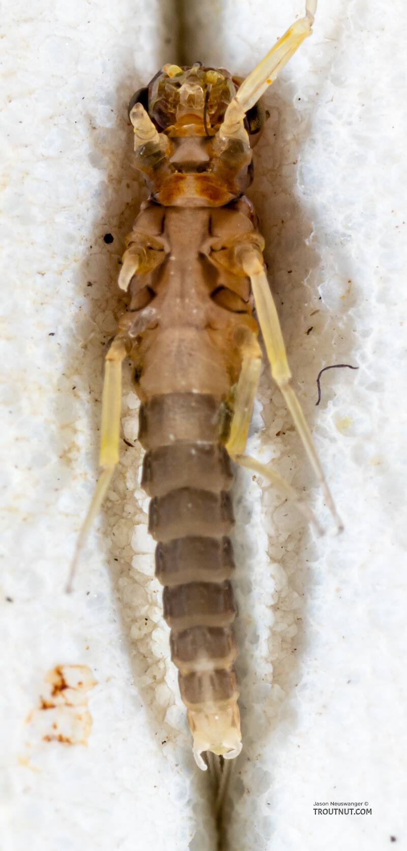 Ventral view of a Male Acentrella insignificans (Baetidae) (Tiny Blue-Winged Olive) Mayfly Dun from the Yakima River in Washington