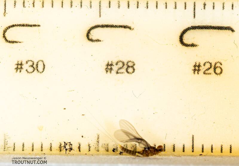 Ruler view of a Male Acentrella insignificans (Baetidae) (Tiny Blue-Winged Olive) Mayfly Dun from the Yakima River in Washington The smallest ruler marks are 1 mm.