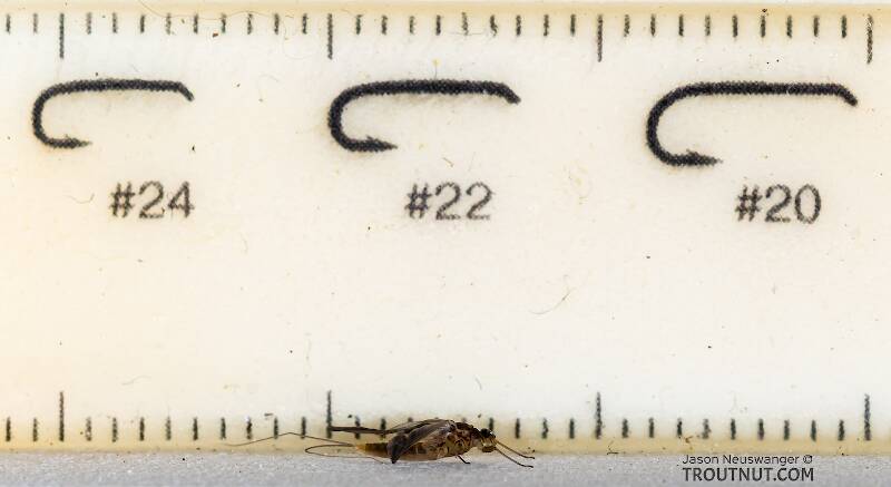 Ruler view of a Female Baetis tricaudatus (Baetidae) (Blue-Winged Olive) Mayfly Dun from the Yakima River in Washington The smallest ruler marks are 1 mm.
